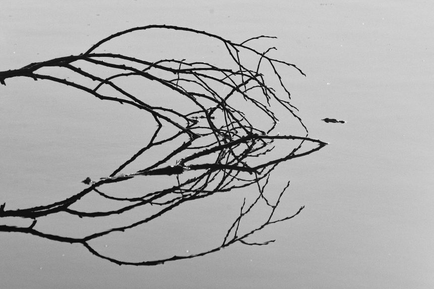 branch-in-water-861x574